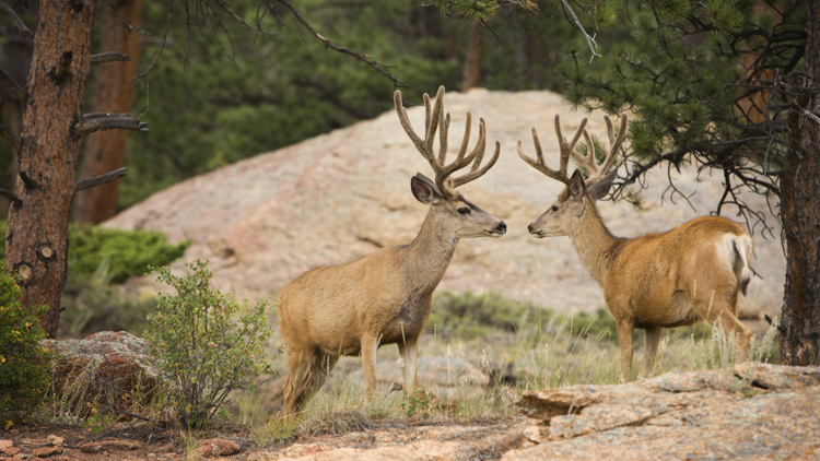 Van Olphen Viande Select