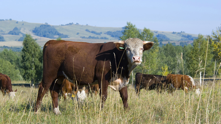 Van Olphen Viande Select