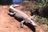 krokodil