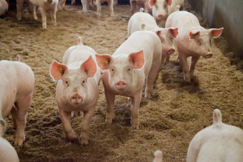 Explosieve prijsstijging varkensvlees